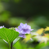 紫陽花　×　モミジ