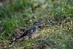 身近な鳥さん