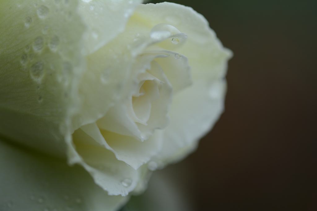 雨上がりの薔薇（白）