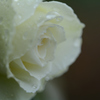 雨上がりの薔薇（白）