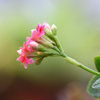 キュートな花