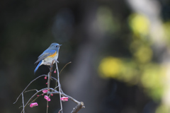 花飾り鳥