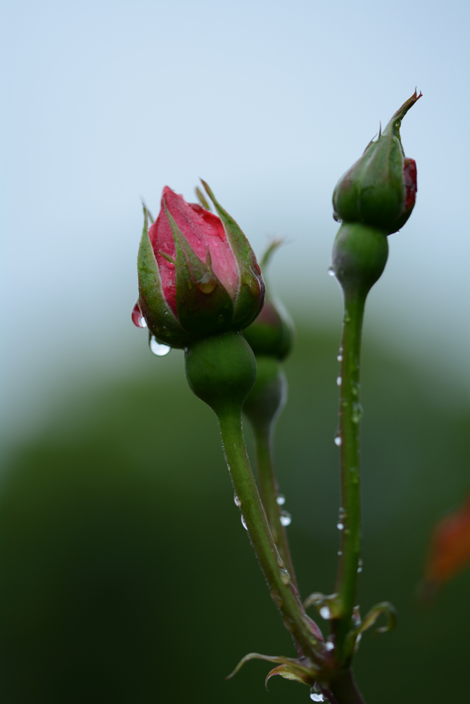 雨上がりの薔薇（蕾）
