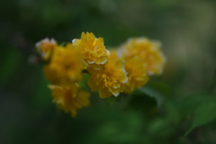 山吹色