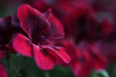 Dark red