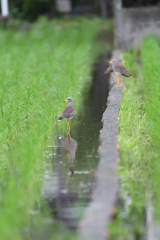 朝の集会
