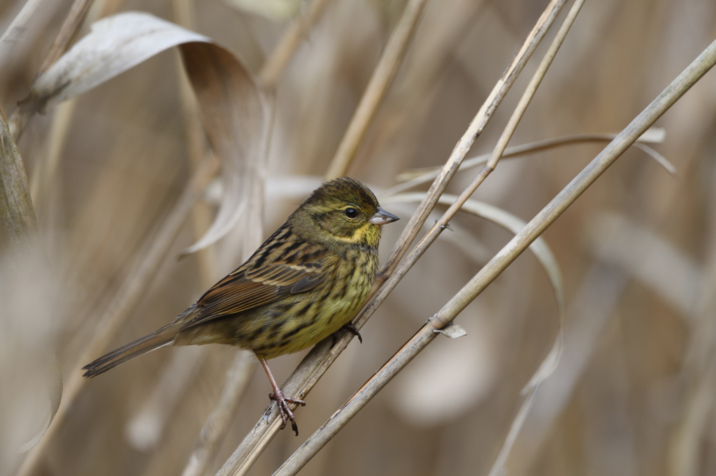枯草のあおい娘