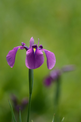 ＊野花菖蒲＊