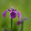 ＊野花菖蒲＊