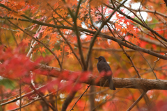 紅葉狩り