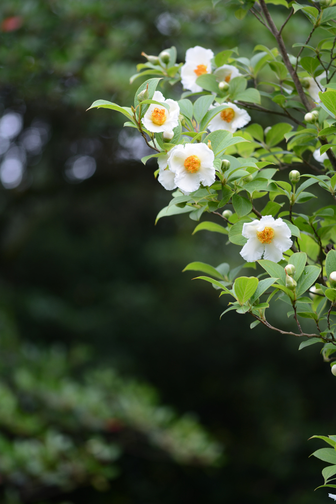 沙羅の花の咲く寺