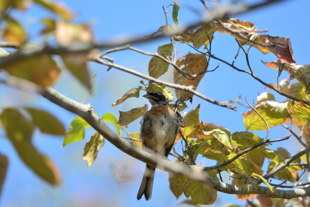 ホオジロの幼鳥ですか？