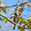 ホオジロの幼鳥ですか？