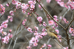 華がある