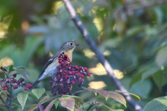 ゴシュユ食堂