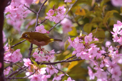 河津桜と