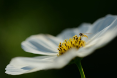 ＊秋＊花＊