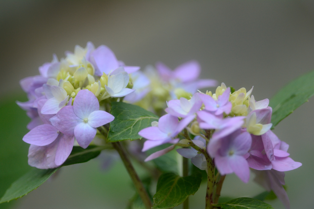 紫陽花
