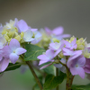 紫陽花