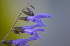 濃い青紫の花