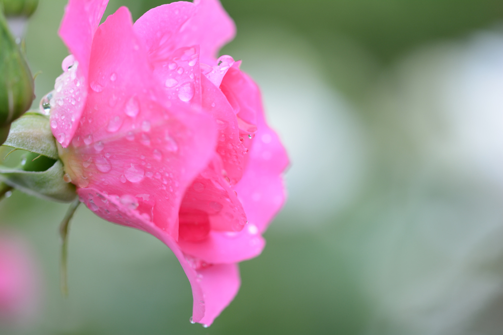 雨上がりの薔薇（ピンク）