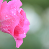 雨上がりの薔薇（ピンク）