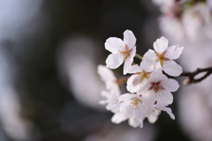 桜咲く