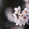桜咲く
