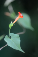 赤くて小さな朝顔みたいな花