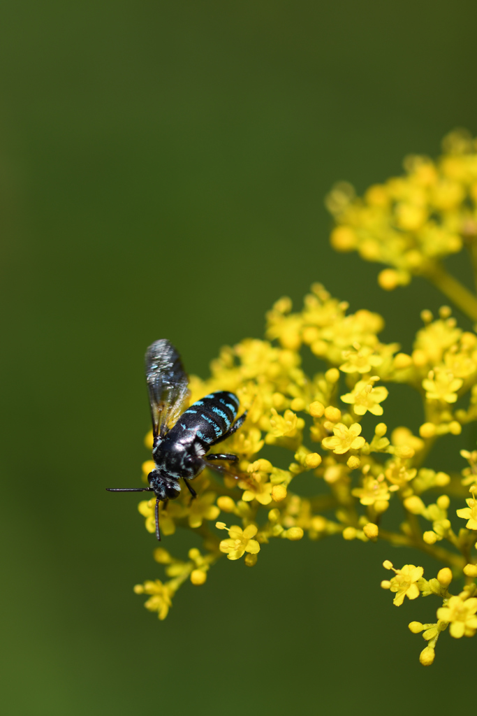 blue bee