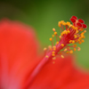 蕊