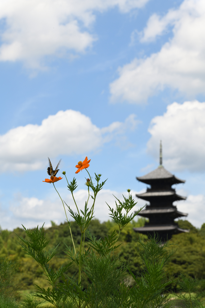 晴れの国