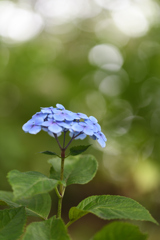 木陰の紫陽花