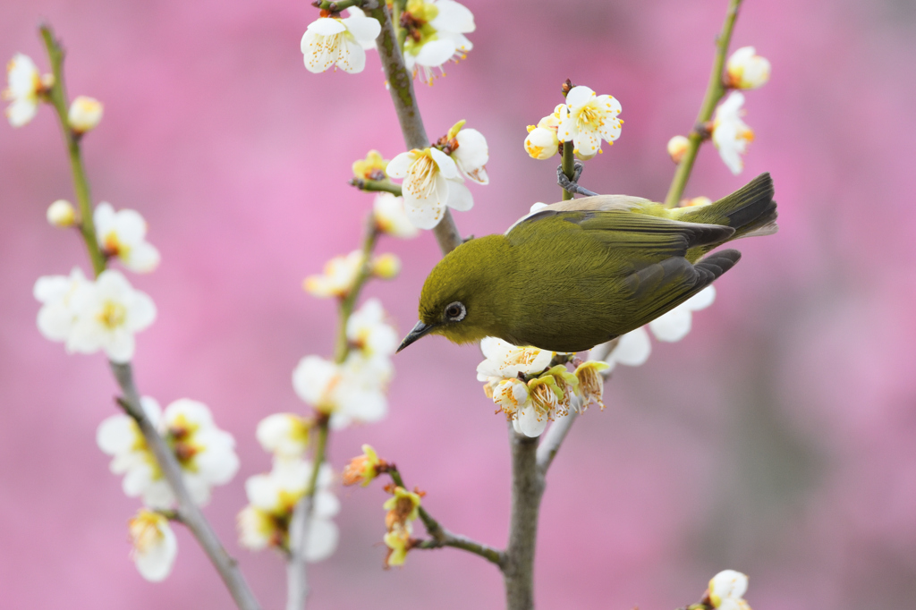 春めじろ