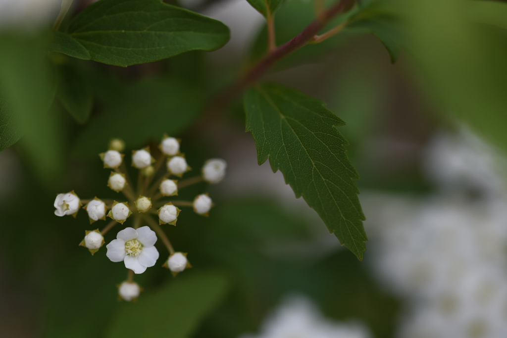 こでまり花火
