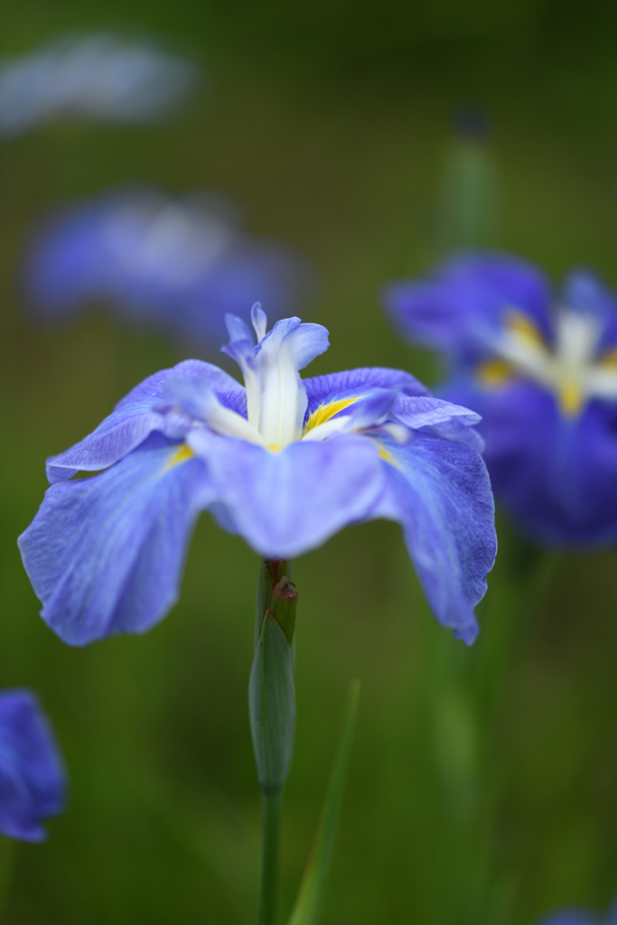 今日は花撮り