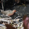 ランウェイ 