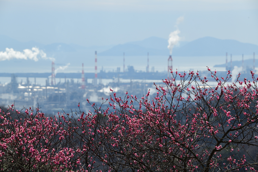 梅の香り越しの風景