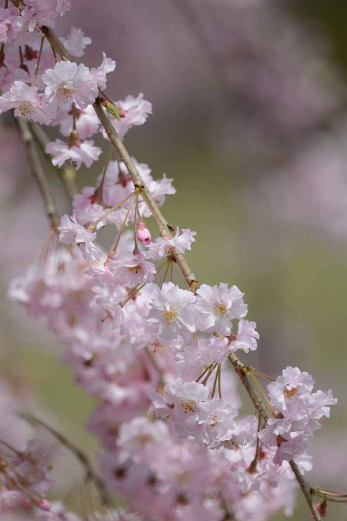 桜のシャワー