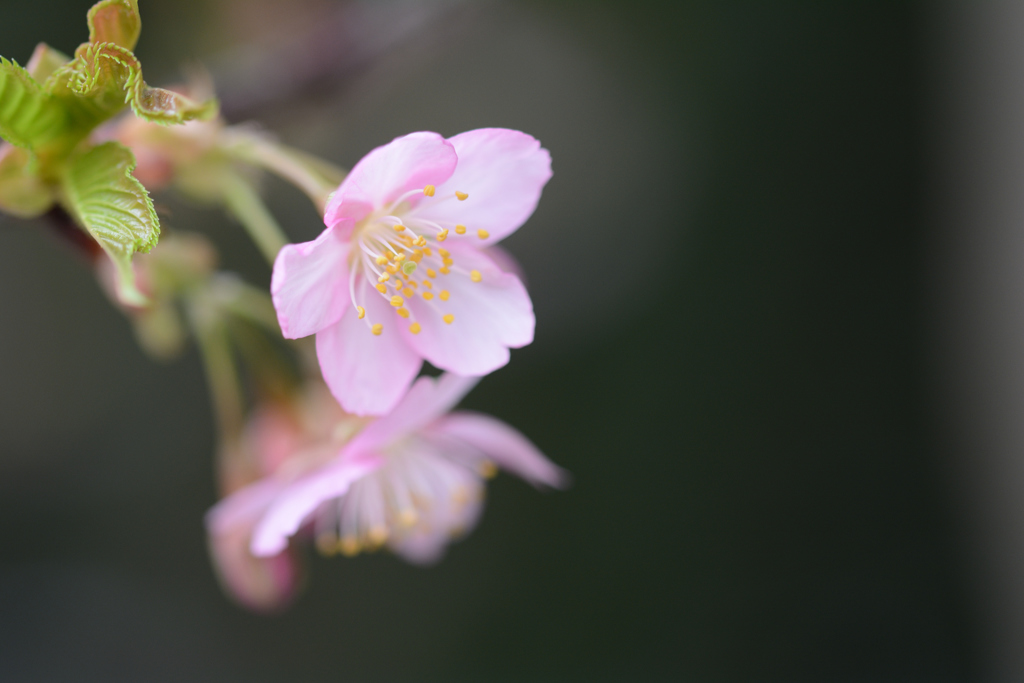＊河津桜＊
