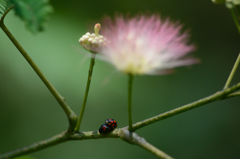 ネムの花の下