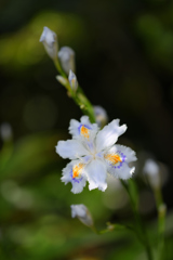 胡蝶花