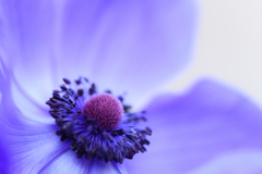 Anemone