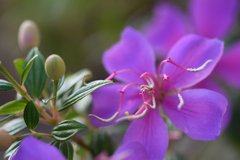 霜月の庭の花