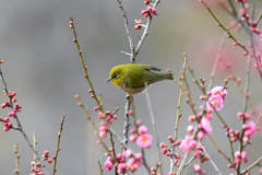 花鳥風月