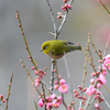 花鳥風月