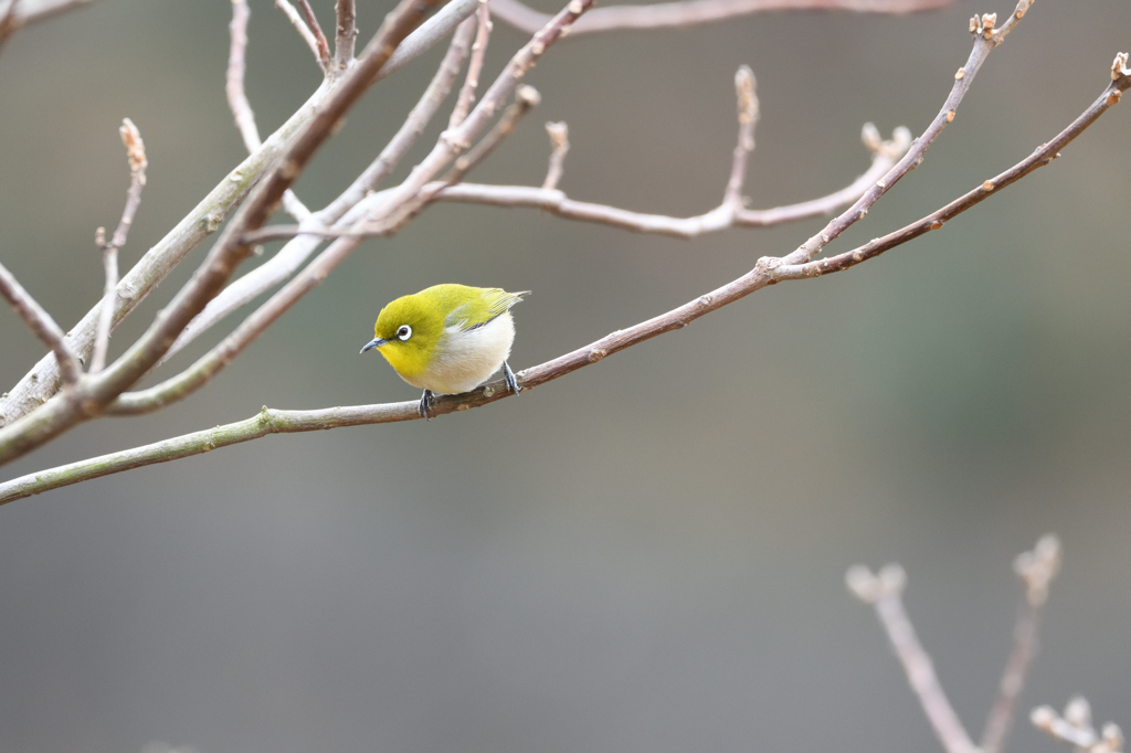 野の鳥
