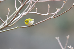 野の鳥