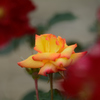 薔薇