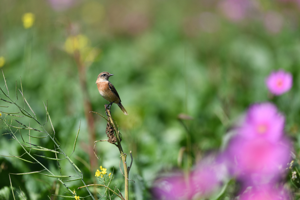 花が似合う奴